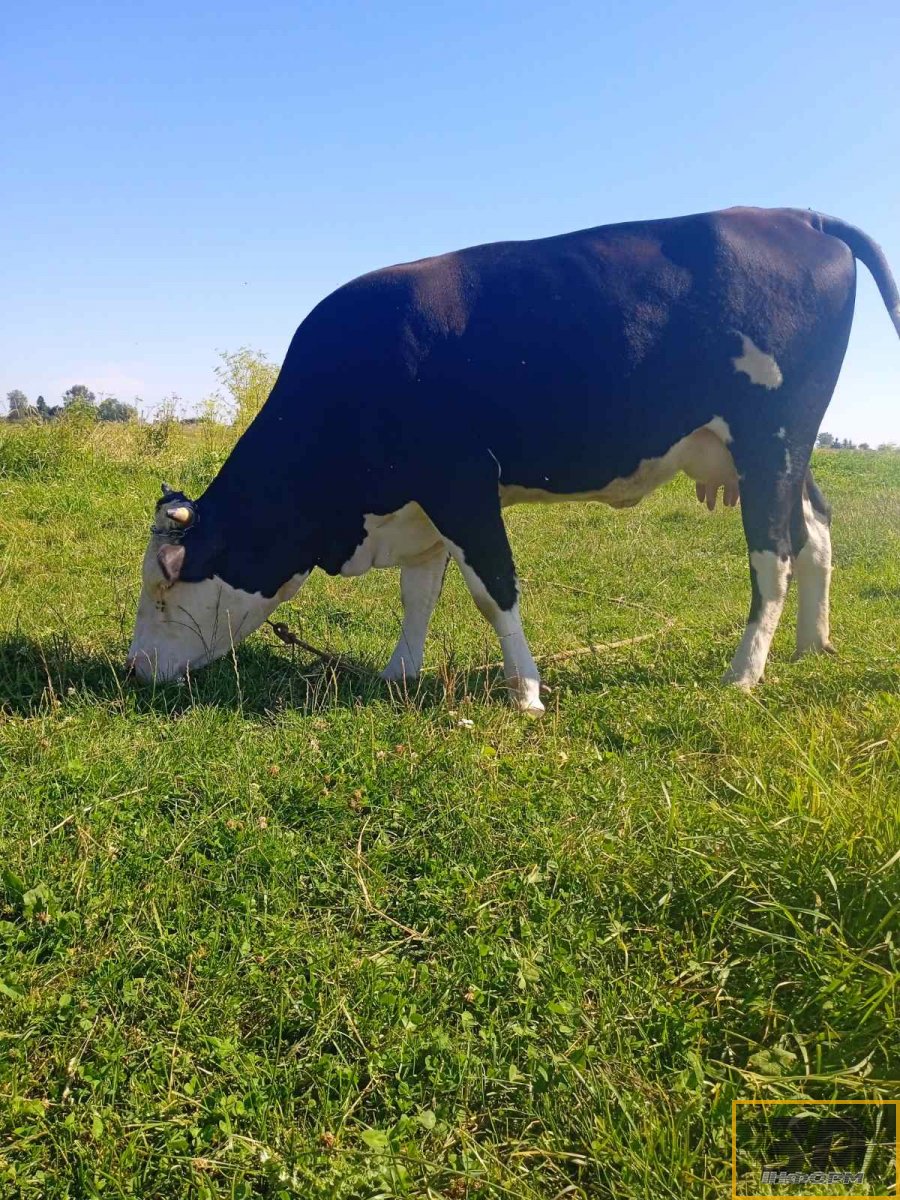 Корова тільна 2 телям 2 місяці; телиця віком 1 рік 5 місяців