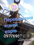 Перевезення худоби корів коней свиней та інших тварин.в любий час,якщо виникнуть питання дзвон097769