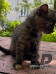 Віддам у добрі руки гарненьких кошенят
