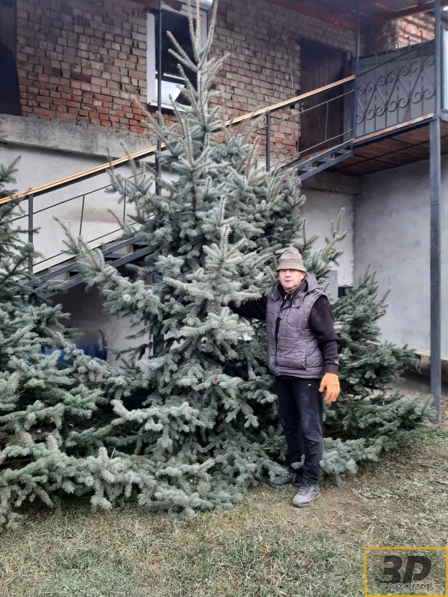 Продам сріблясті ялинки 3 шт.